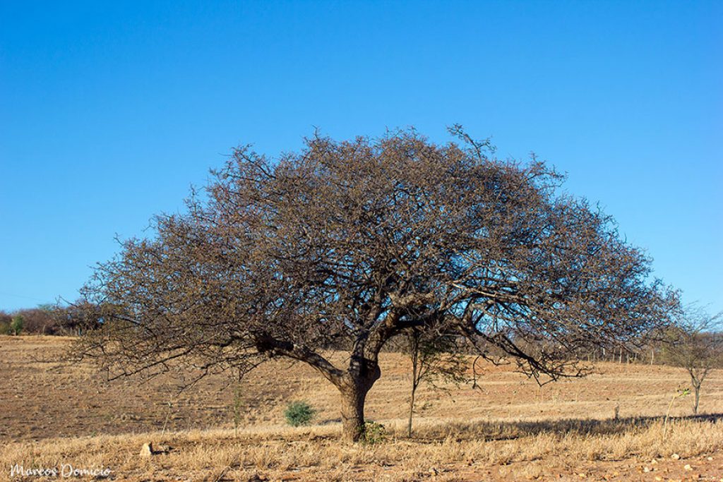 Umbuzeiro Vegetação Caatinga e Cerrado de Paramirim