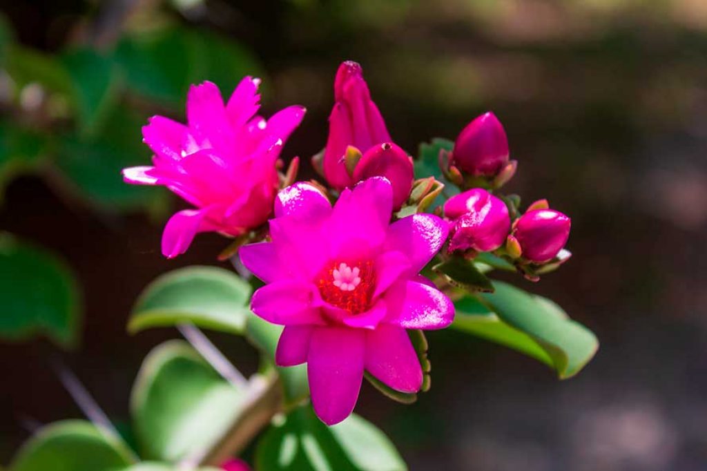 Flor de quiabento - Vegetação da Caatinga
